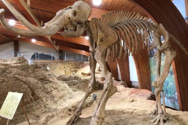 Yünlü mamutların nesli ‘genetik olmayan’ sebeplerle tükendi