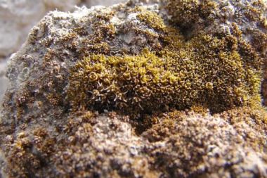 Bozkır vida yosunu, Mars'ta nefes almamızı sağlayabilir mi?