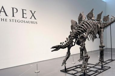 Stegosaurus fosili rekor kırarak 44,6 milyon dolara satıldı