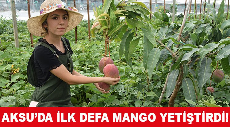 aksu da ilk defa mango yetistirdi lider gazete antalya haber ve antalya spor son dakika haberleri