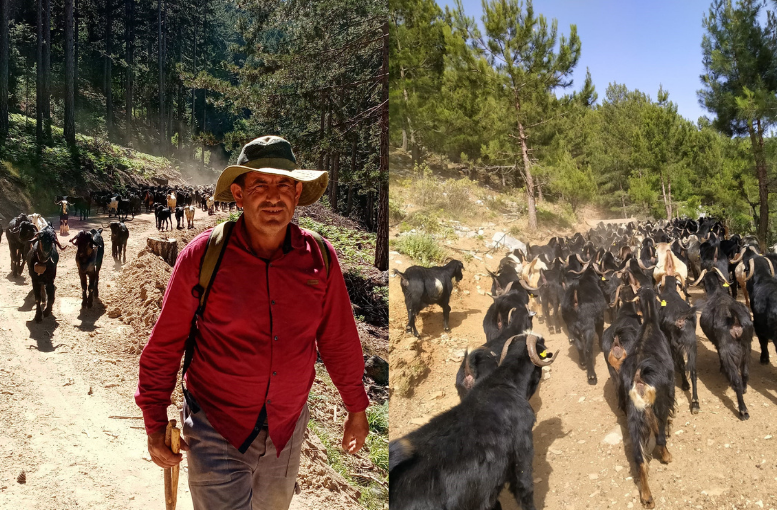 Gazipaşa’da Yörüklerin yayla mesaisi başladı