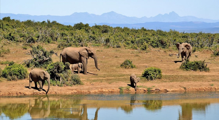 Afrika filleri birbirlerine özel sesler çıkararak hitap ediyor