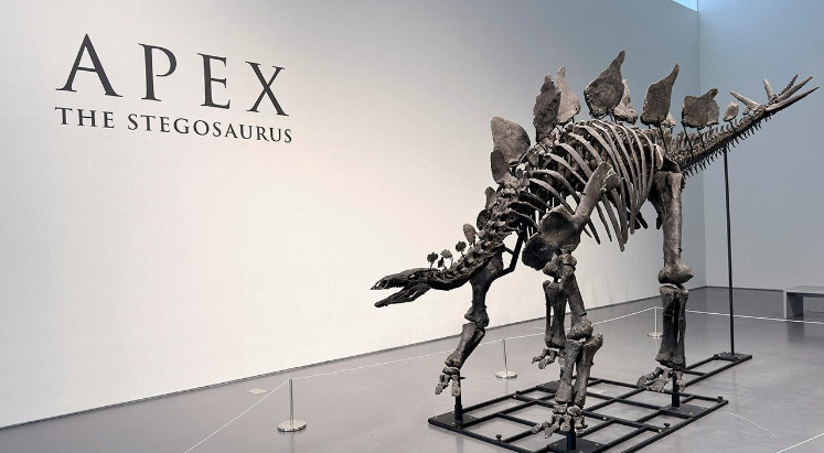 Stegosaurus fosili rekor kırarak 44,6 milyon dolara satıldı