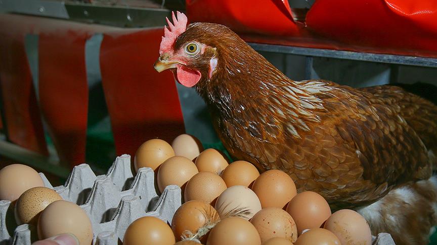 Tavuk ve yumurtada doğru bilinen yanlışlar