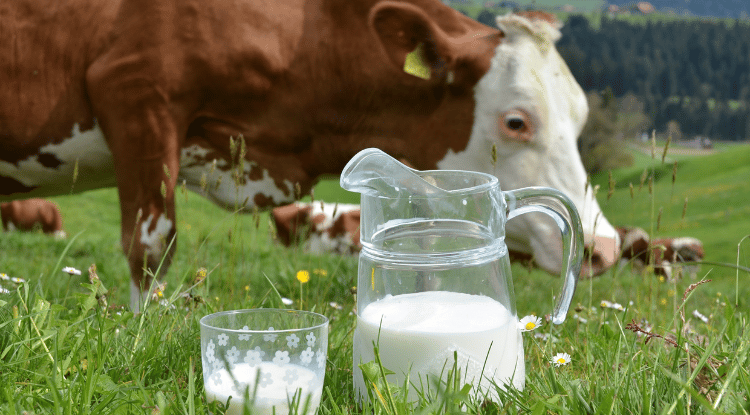 Toplanan inek sütü miktarı martta 1 milyon tonu aştı